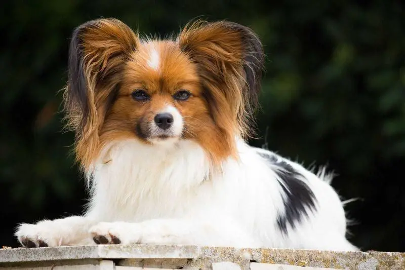 Cuidado Lola's Aria Di Bravura