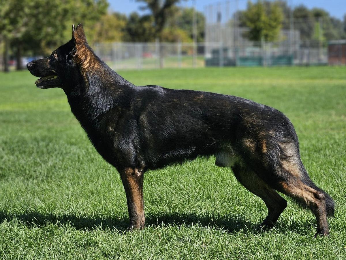 UKC CH V Watchtower’s Grim