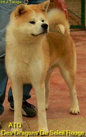 Ato Go Des Dragons Du Soleil Rouge