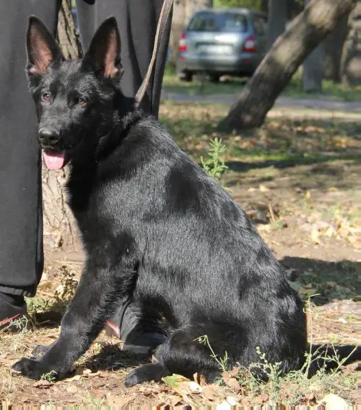 K-9 Police dog. OKD-1. Explosive DOG. Nev Lemar Pruha