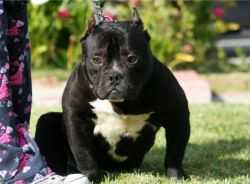 'PR' Ironkast King Lycan