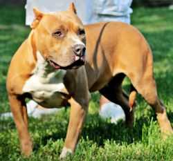 American Edge Classy Reb