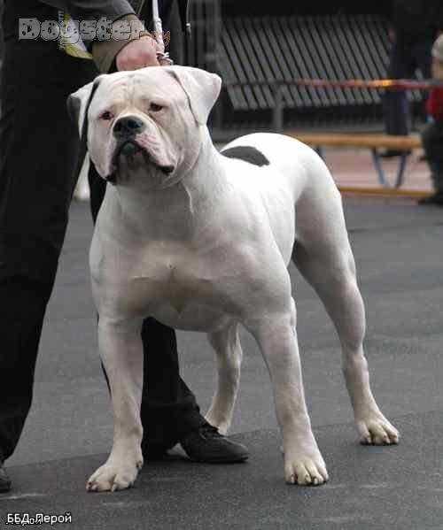 JCH RUS,CH RUS, RKF, BG, EURAZIA BULL-BATING DOG LEROI