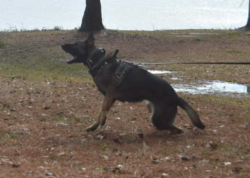 UKC Champion Phyra Ad-Gür