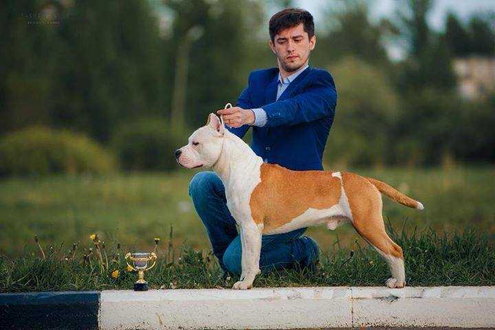 CH RKF Irresistible White Head Long Step Is Back