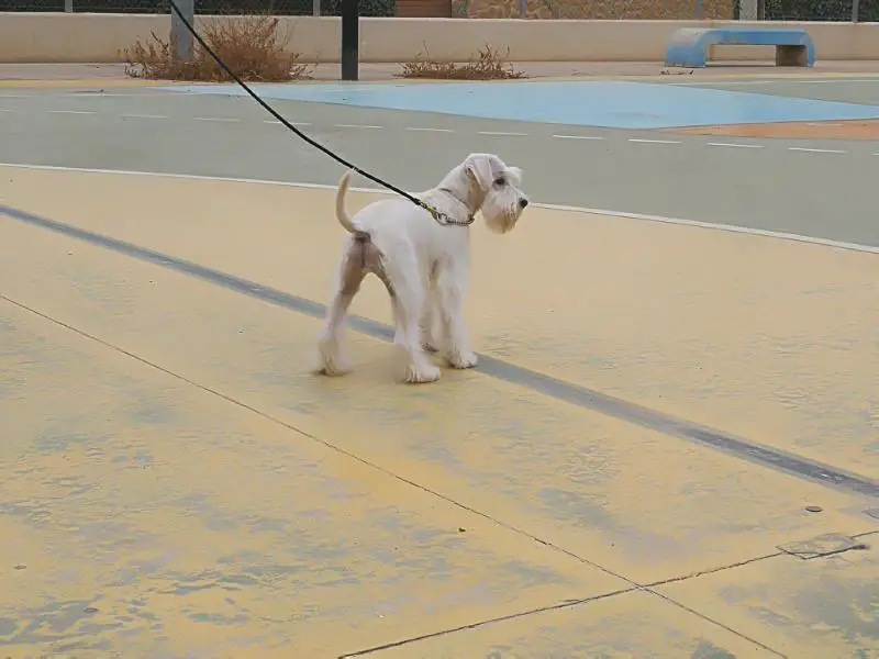 JAIRA del Pago los Albardines