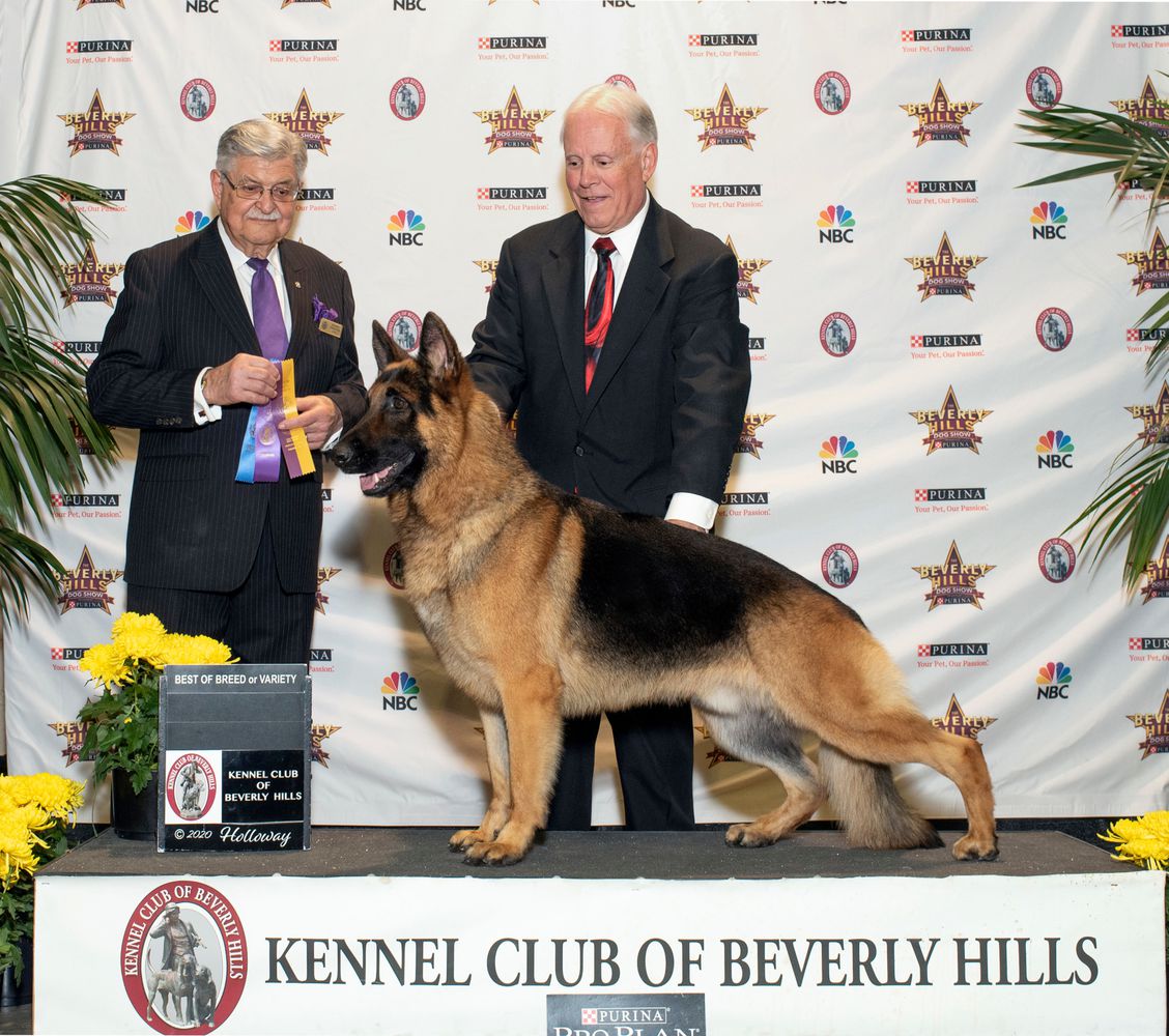 AKC Ch Victory's Mr Won and Only