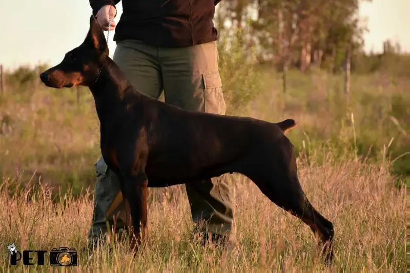 Alexis de Black Shadow