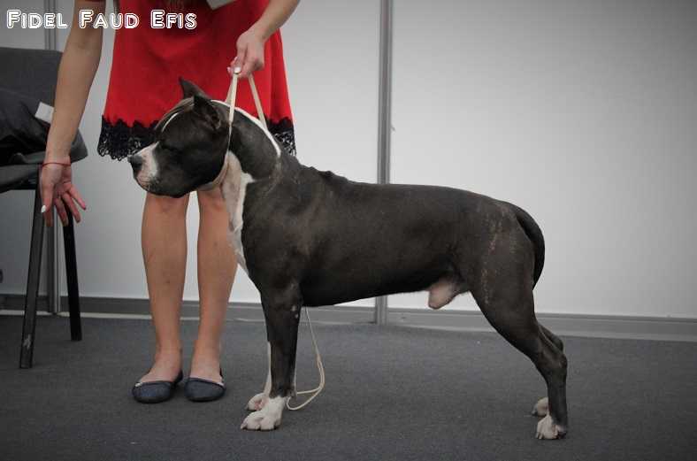 JCHRUS Fidel Faud Efis