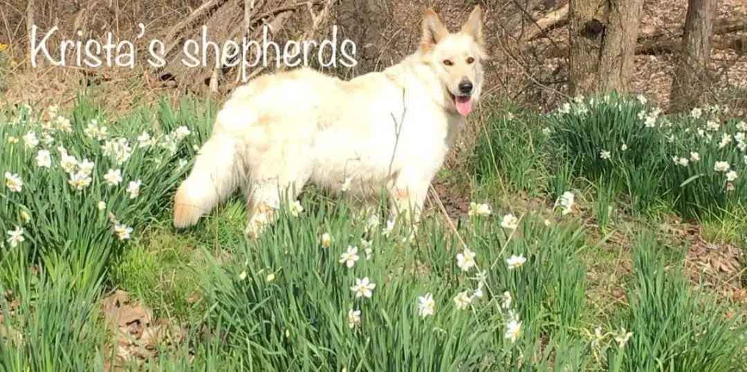 Kam Snow Glory Gretta May