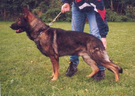 G Duke vom Sickinger Moorwerk