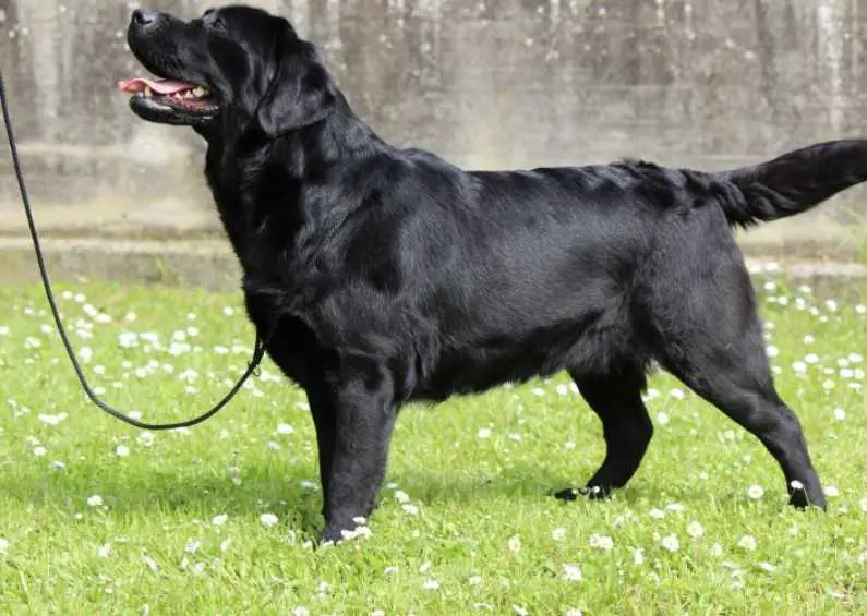 All You Need Is Love Toffee