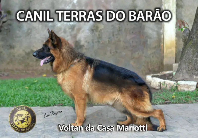 Voltan da Casa Mariotti