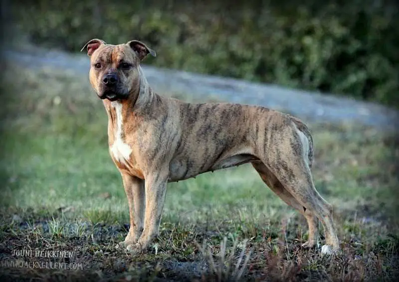 FI Ch Royaltybolt Dollar Queen