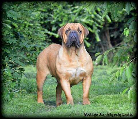 MADD'YZ DOG JELLY BELLY COOKIE