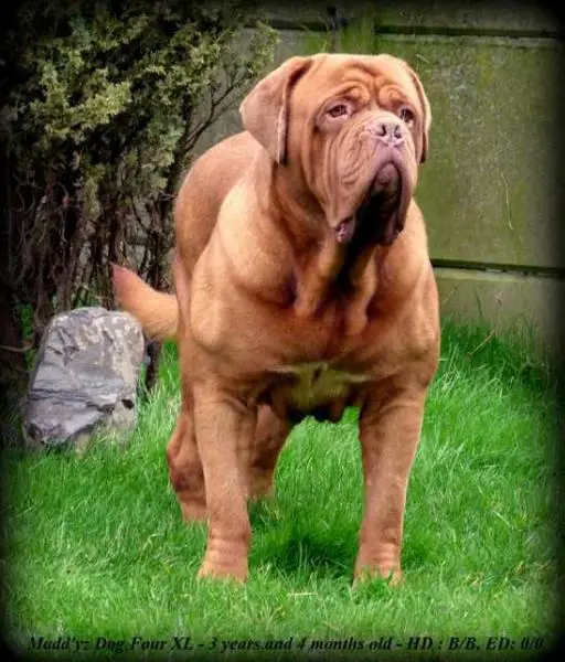 MADD'YZ DOG FOUR - XL