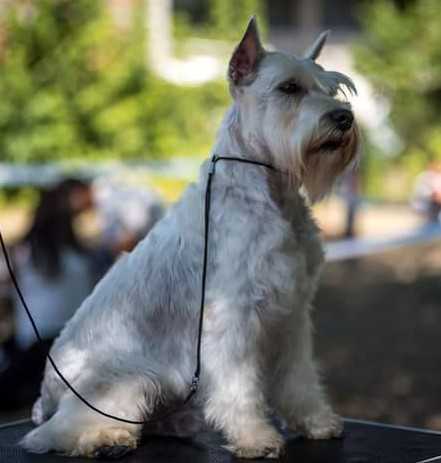 3xJ.BOB, 3xBOB INVIDIA DIOS AMORE