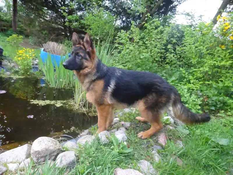 SG Cora vom Barneführerholz