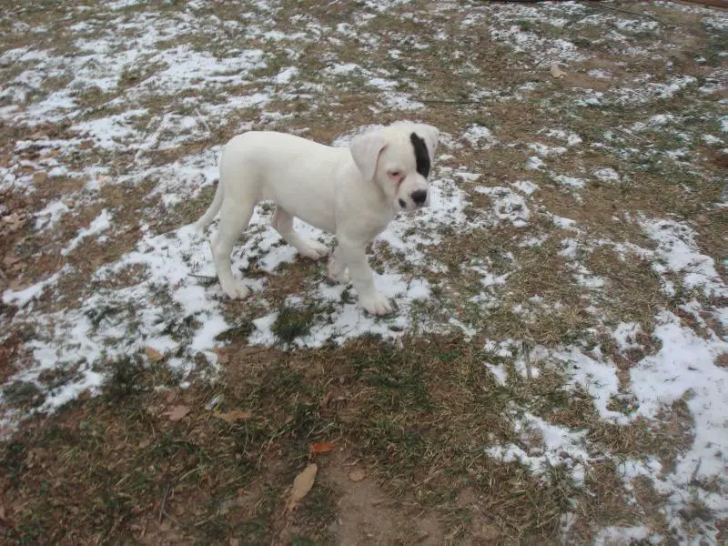 Moss's Blue Oyster Pearl