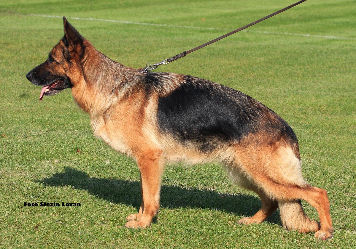 V 2 Vinga Nová Jamina