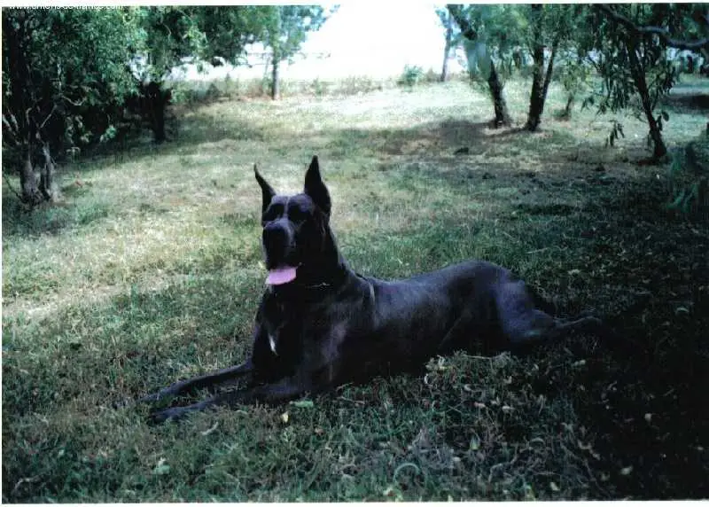 Magda de la Foret de Kaysersberg