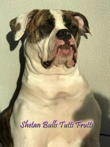 Shetan Bulls Tutti Frutti