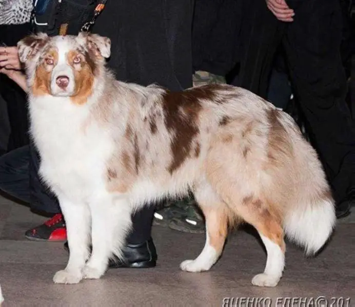 CH J RUS, CH RUS Apriori Capucino Elit De Lux