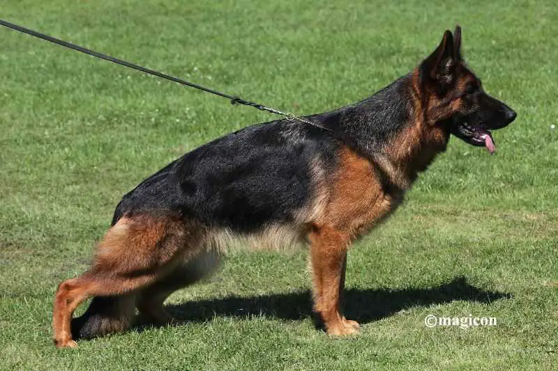 V Ixi von Arlett