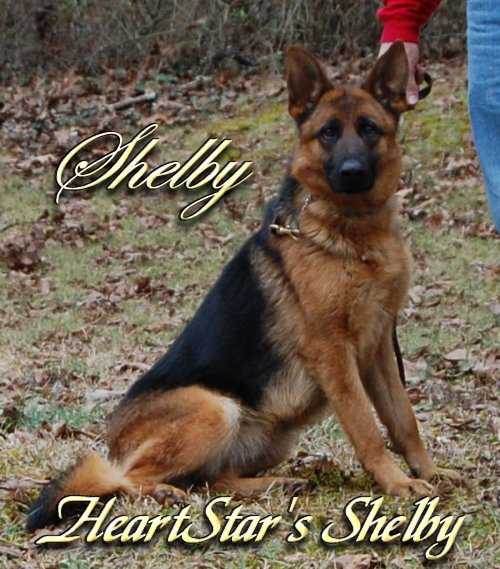 HeartStar's Shelby