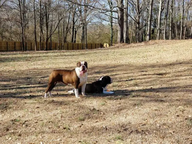 Jacobs' Chucky Brown A.K.A "Scooby"