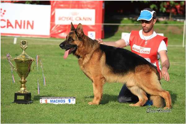MULHO VON SAÜGEN MUT