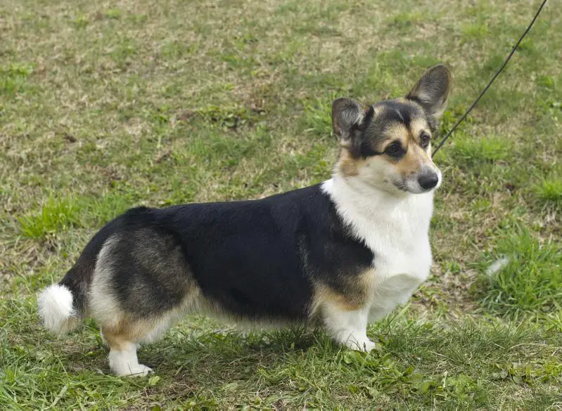 JUN RUS, CH RUS, CH BEL  CH Elfborg Monpasie