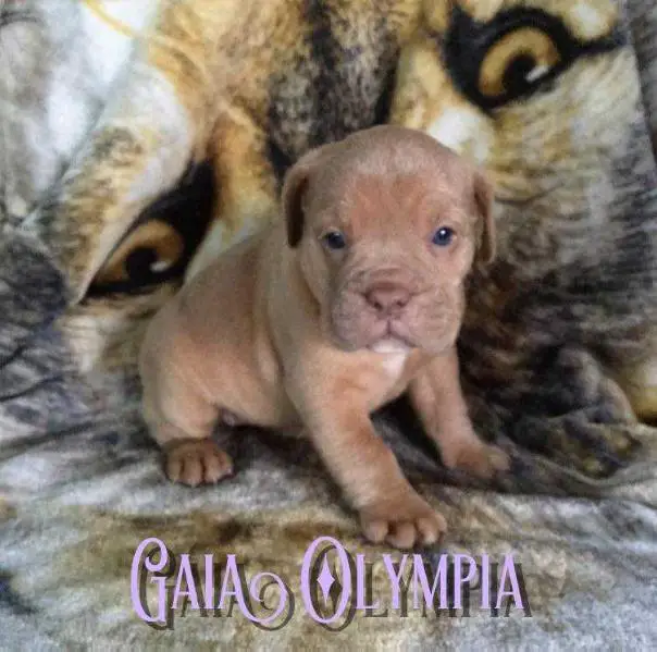Monster's Gaia Olympia
