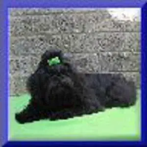 Hibberts Thumbelina JiDu