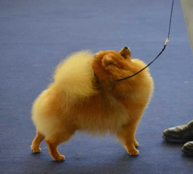 Junior Ch Aizens Treasure of my Heart