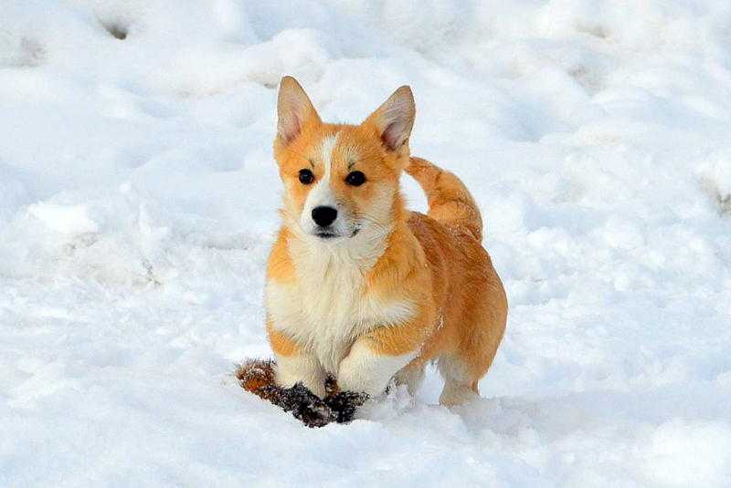 Roksolana Dubensky Zamok