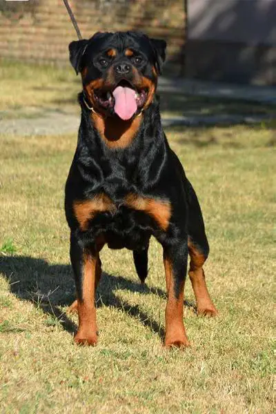 CH SER Jolly Ritter von Camelot