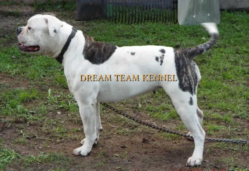Dream Team's Ziggy