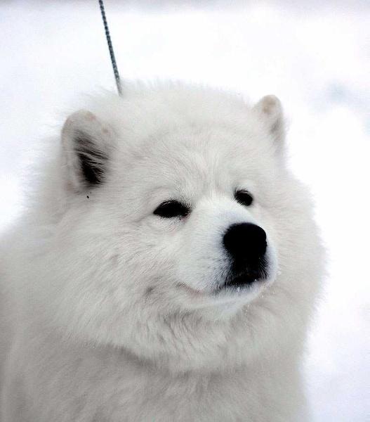 GrandCh RUS, JCh RUS, Ch RUS, Ch Club Belyi Volk Salta