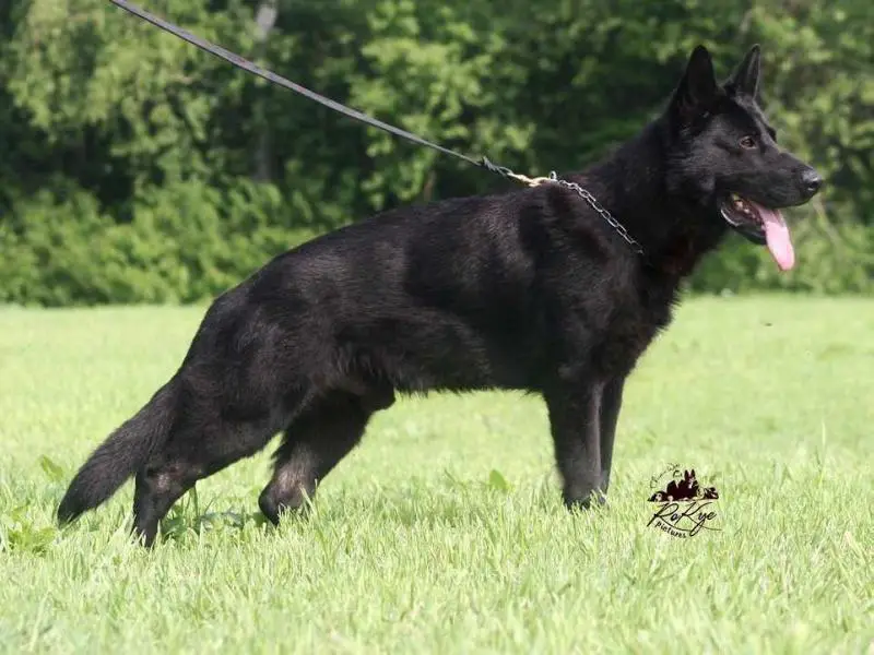 SG7 OGZ Ben vom Hügelblick