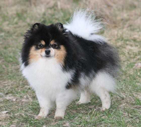 Noble Art Smart At The Parti