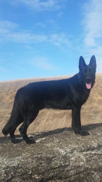 Lawsons Stryker Tobias Vonn Tash