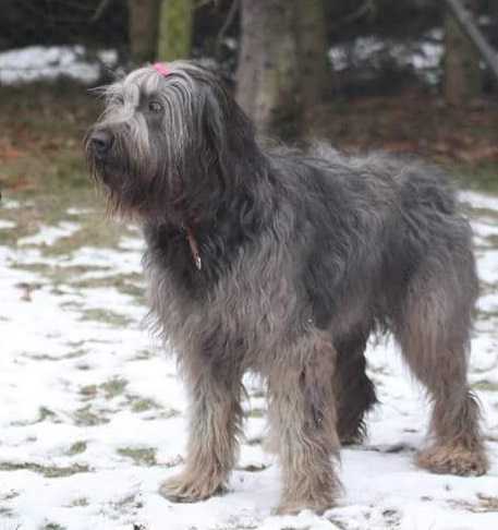 French champion baby FAnfan azul de los laureles