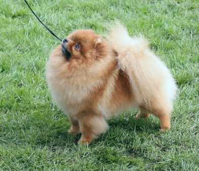 DK UCH SE UCH Piccolo Pom's Untouchable Image