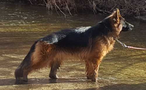 Bailey von Cohinor