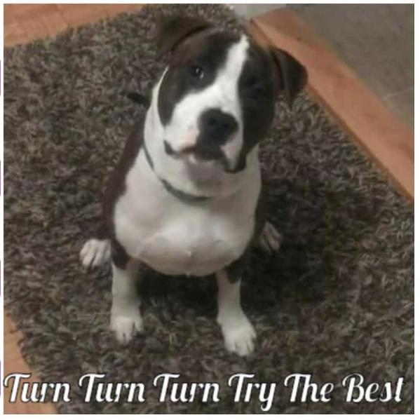 Turn Turn Turn Try The Best