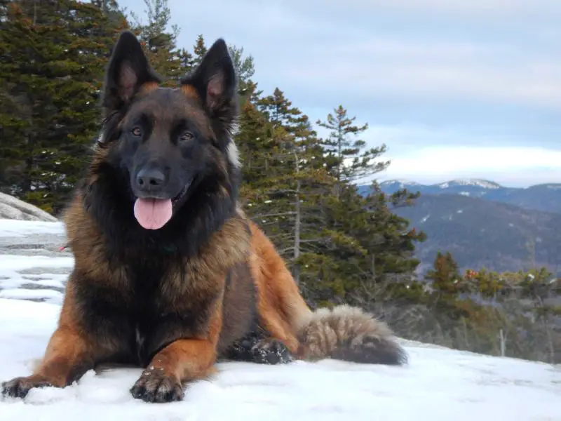 Sirius du Chocorua