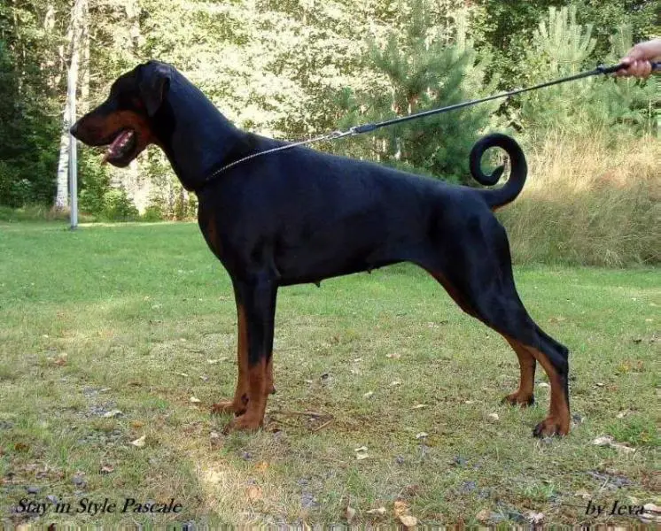 BALT, EST, LVA, LTU CH; BALT, EST, LVA, LTU J CH Stay In Style Pascale