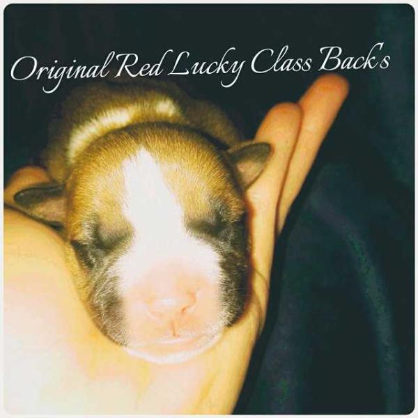 Original Red Lucky Class Back's