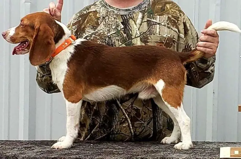 River Bottom LL Red Ryder
